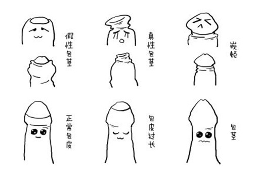 包皮圖.jpg